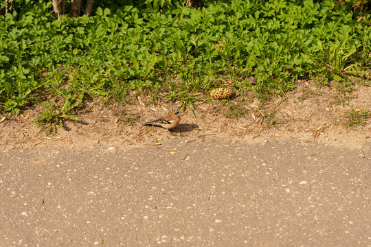 Small chaffinch bird with curious mood standing near roadside against green grass and dirt background - Powered by Adobe