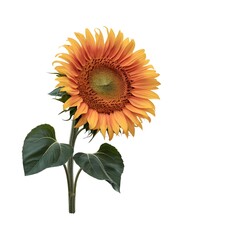 sunflower isolated on white background