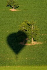Tree in a field with a shadow of a hot air balloon.