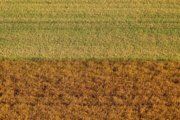 Top view of field of rapeseed oil at sunrise in summer