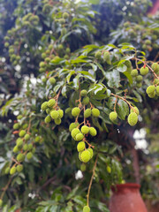 Lychee fruit growing on a tree branch