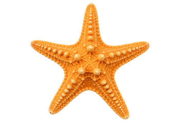 Photorealistic Orange Starfish Sea Creature Isolated on a transparent background sea star