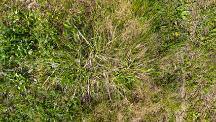 Close-up view of lush green grass mixed with dry patches, showcasing the diversity of textures in a...