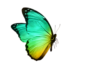 Vibrant Green and Yellow Butterfly Isolated on Black Background isolated on a transparent background