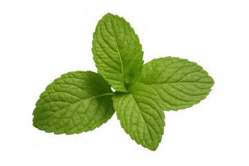 Verdant mint leaves highlighting delicate venation and textural details against transparent backdrop