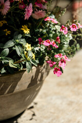 Pink and yellow flowers with green leaves in a rustic stone pot under natural sunlight, ideal for spring-themed visuals, floral compositions, and gardening-related projects