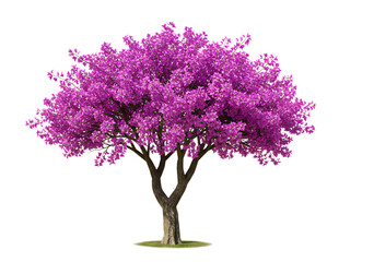 Obraz premium Vibrant Purple Flowering Tree Isolated on Transparent Background isolated on a transparent background