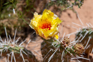 Close up of an yellow and orange blooming Opuntia or prickly pear cactus in the cactus family Cactaceae with in the out of focus background red dust of Utah, USA desert
