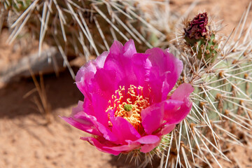 Close up of a purple blooming Opuntia or prickly pear cactus in the cactus family Cactaceae with in the out of focus background red dust of Utah, USA desert