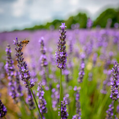 Fototapeta premium Ultra 4K lavender field close-up with purple blossoms and bee blur