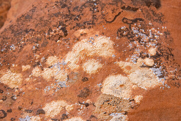 Close up of lichens and mosses on the unique geological sandstone formations of the desert ecosystem in Arches National Park, Utah, USA