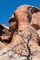 Standing deadwood trunk or tree low angle view against geological sandstone formation along Devil's Garden Trail in Devil’s Garden district in Arches National Park, Utah, USA