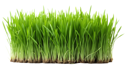 Fresh green grass isolated on transparent background