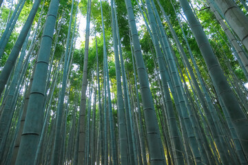 Bright, ethereal sunlight filters through the high canopy of a lush bamboo grove, illuminating tall, straight stalks from a low-angle perspective, creating a serene and spiritual mood in Kyoto, Japan.