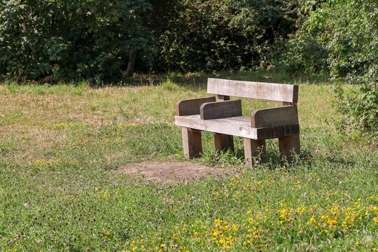 Empty Wooden Park Bench Surrounded by Greenery