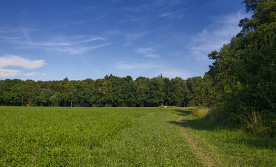 A vast grassy meadow on the outskirts of the city. A meadow outside the city bordered by a forest. A forest park with a meadow in the middle of the city. Nature in the city.