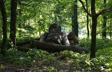 Felled and sawn tree trunks. Felled old large trees. Sawn tree trunks in a large pile in the forest. Logging in the forest, deforestation, felling trees.