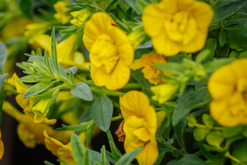 Bright yellow calibrachoa flowers bloom among green leaves, captured in sharp detail with a soft background blur, creating a vibrant summer garden look.