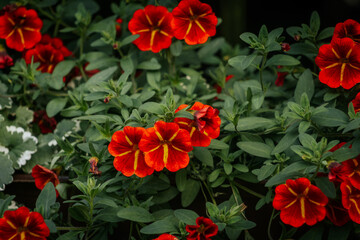 Rich red calibrachoa flowers with bright yellow centers bloom densely among green foliage, creating a bold and colorful garden display.