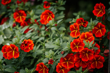 Rich red calibrachoa flowers with bright yellow centers bloom densely among green foliage, creating...