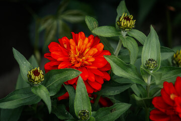 Close-up of bright red-orange zinnia flowers blooming among green leaves, some buds still closed. Natural background with soft shadows.