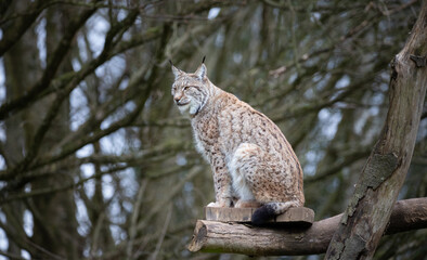 A female Eurasian Lynx sitting on a platform looking to the left.
