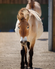 A Przewalski's horse walking straight ahead.
