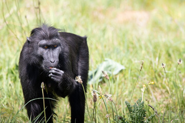  A Sulawesi crested macaque grazing