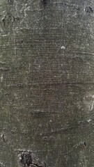 Close up sycamore tree bark, texture background.