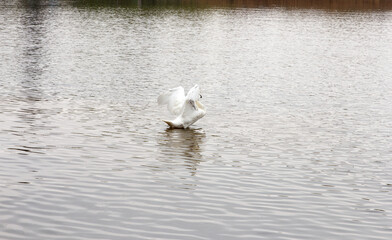 White big swan flapping wings on calm lake water surface in natural setting