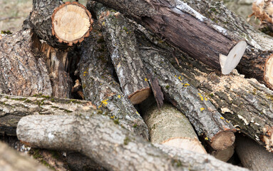 Pile of freshly cut firewood logs with rough bark and different diameters