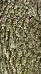 Close up of maple tree bark, texture background.