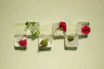Creative arrangement of red flowers in ice cubes on pastel green background. Sunny day concept.