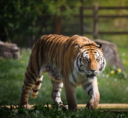 A male Amur Tiger prowling through grass.