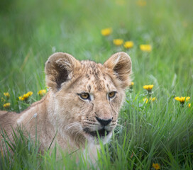 A young lion cub sitting in the grass surrounded by daisies.