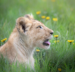A young lion cub sitting in the grass surrounded by daisies, whilst looking up with it's tongue out.
