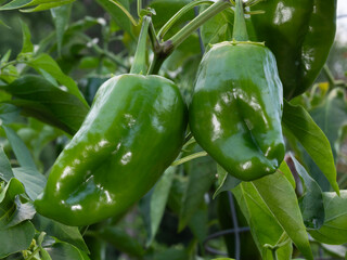 Pair of poblano chili peppers growing on the plant that are big