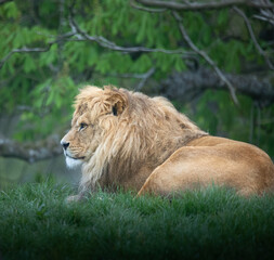 A male Lion sitting on top of a hill.