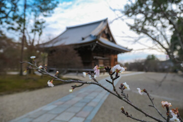 A delicate cherry blossom branch, heralding the arrival of spring, blooms in sharp focus against the soft, blurred background of a traditional temple hall on a tranquil day in a Kyoto garden, Japan.