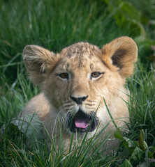 A young lion cub yawning whilst resting in the grass.