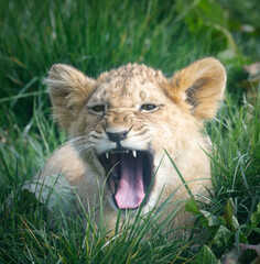 A young lion cub roaring whilst resting in the grass.