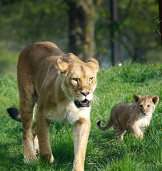A Lioness and her cub walking through the grass.
