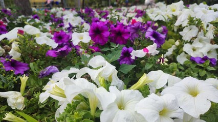Colorful Flower Bed with White and Purple Petunias