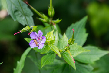 Cute insect on the petals of a malva flower, with buds and leaves
