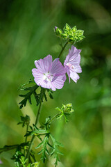 Malva wild flowers with stem and leaves against a green background