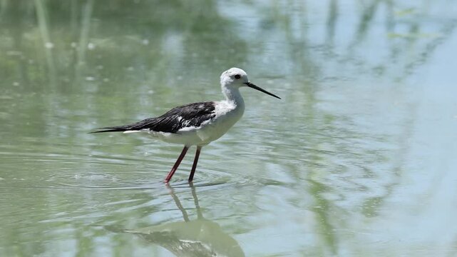 Cavaliere d'Italia esegue il suo richiamo