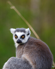 Ring tailed lemur looking straight ahead