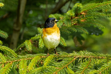 Closeup of a male Brambling, Fringilla montifringilla, on a spruce branch peeling a sunflower seed...