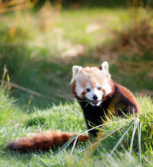 Obraz premium A Red Panda eating bamboo.