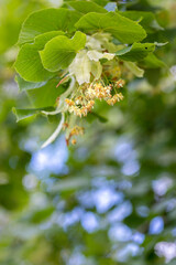 Detail of medicinal plant linden in bloom with green leaves for making tea. Blooming flowers of yellow flowers tree of natural medicine for pharmacy and home use and treatment